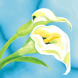 Weiße Calla - 10189945 /leinwand/bigthumb/10189945.jpg