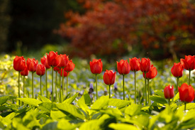 rotes Tulpenbeet im Gegenlicht - 10196575 /leinwand/bigthumb/10196575.jpg