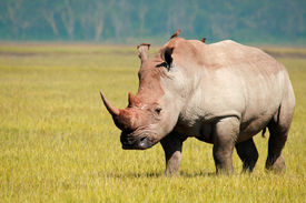 Rhino - 10203397 /leinwand/bigthumb/10203397.jpg