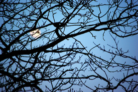 mond - 10228707 /leinwand/bigthumb/10228707.jpg