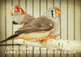~ -----Zebrafink----- ~ - 10234353 /leinwand/bigthumb/10234353.jpg