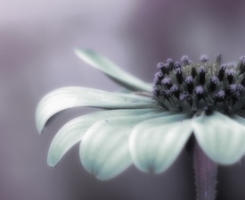 fading beauty - 10252713 /leinwand/bigthumb/10252713.jpg