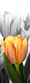 Tulpe - 10323259 /leinwand/bigthumb/10323259.jpg