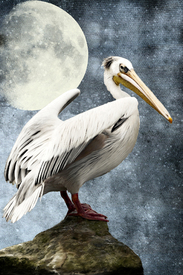 Pelican Night - 10373197 /leinwand/bigthumb/10373197.jpg