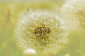 Pusteblumen - 10400455 /leinwand/bigthumb/10400455.jpg