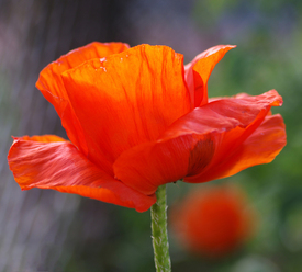 Mohn - 10541349 /leinwand/bigthumb/10541349.jpg