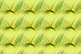 Tapete - Gräser - 10569884 /leinwand/bigthumb/10569884.jpg