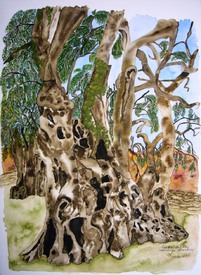 2000-jähriger Olivenbaum in Piedras del Ray - Portugal - 10570498 /leinwand/bigthumb/10570498.jpg