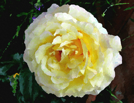 Rose 1 Gloria Dei Peace - 10577755 /leinwand/bigthumb/10577755.jpg