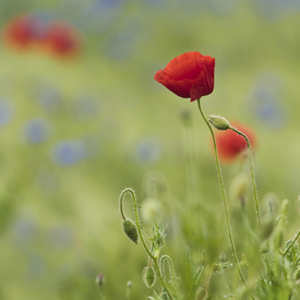 summer-romance - 10596039 /leinwand/bigthumb/10596039.jpg