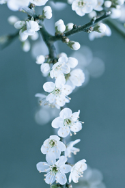 weiße Blüten - 10610956 /leinwand/bigthumb/10610956.jpg