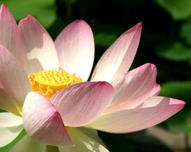Lotus – Schönheit und Vollkommenheit - 10656076 /leinwand/bigthumb/10656076.jpg