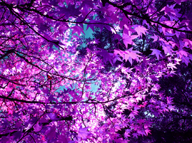 Herbstbaum - Art - 10686798 /leinwand/bigthumb/10686798.jpg