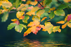 Herbstlaub - 10713875 /leinwand/bigthumb/10713875.jpg