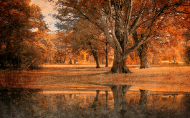 Im goldenen Park - 10738175 /leinwand/bigthumb/10738175.jpg