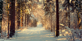 WinterWäldchen - 10840879 /leinwand/bigthumb/10840879.jpg