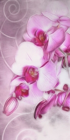 Orchideen Träumerei 2 - 10849515 /leinwand/bigthumb/10849515.jpg