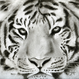 Tiger - 10862380 /leinwand/bigthumb/10862380.jpg
