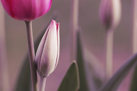 Mein Tulpen Garten - 10920857 /leinwand/bigthumb/10920857.jpg