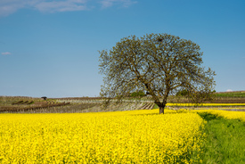 Baum im Rapsfeld - 10930197 /leinwand/bigthumb/10930197.jpg