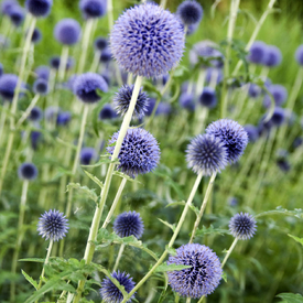 Blaue Distelkoepfe - 11138210 /leinwand/bigthumb/11138210.jpg