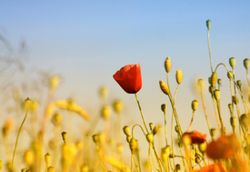 Mohnblumen - 11193080 /leinwand/bigthumb/11193080.jpg