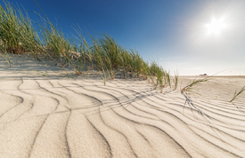 Dünen SPO im Sonnenlicht - 11277746 /leinwand/bigthumb/11277746.jpg