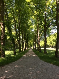 Allee - 11303706 /leinwand/bigthumb/11303706.jpg