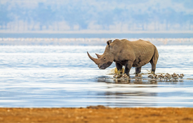 Rhino am See - 11402711 /leinwand/bigthumb/11402711.jpg