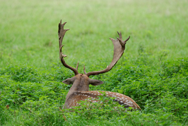 Hirsch im grünen Gras - 11429666 /leinwand/bigthumb/11429666.jpg