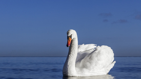 Höckerschwan -Cygnus olor- - 11437598 /leinwand/bigthumb/11437598.jpg