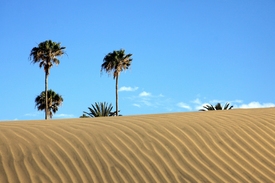 Gran Canaria Playa del Ingles - 11464990 /leinwand/bigthumb/11464990.jpg