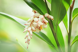 Tropical - 11465941 /leinwand/bigthumb/11465941.jpg
