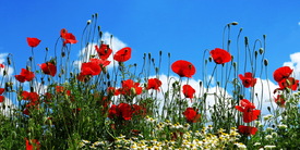 Mohnblumenwiese - 11475048 /leinwand/bigthumb/11475048.jpg