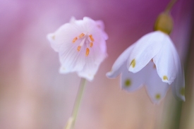 Frühlings-Knotenblume Leucojum vernum - 11484753 /leinwand/bigthumb/11484753.jpg