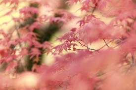Fächer-Ahorn Acer palmatum Orange Dream - 11486327 /leinwand/bigthumb/11486327.jpg
