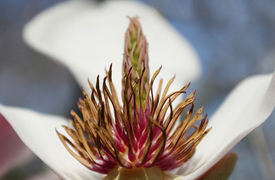 Purpur-Magnolie Magnolia liliiflora - 11488204 /leinwand/bigthumb/11488204.jpg