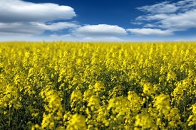 Rapsfeld Brassica napus - 11495596 /leinwand/bigthumb/11495596.jpg