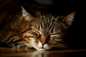 Stubentiger - 11497837 /leinwand/bigthumb/11497837.jpg