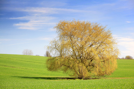 Frisches Grün - 11499773 /leinwand/bigthumb/11499773.jpg