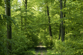 Im Mai durch den grünem Wald - 11511026 /leinwand/bigthumb/11511026.jpg