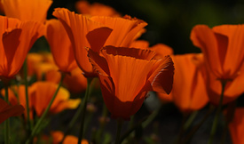 Poppy euphoria - 11511460 /leinwand/bigthumb/11511460.jpg