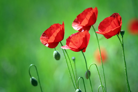 Mohn - 11519670 /leinwand/bigthumb/11519670.jpg