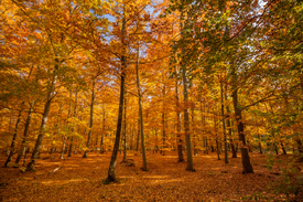 Herbstleuchten im Wald - 11604957 /leinwand/bigthumb/11604957.jpg