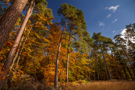In der Heide - 11610461 /leinwand/bigthumb/11610461.jpg