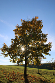 /leinwand/bigthumb/11635129.jpg