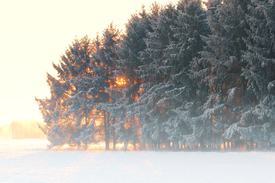 Winterwald im Sonnenaufgang - 11675672 /leinwand/bigthumb/11675672.jpg