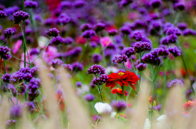 Blumenwiese I - 11689380 /leinwand/bigthumb/11689380.jpg