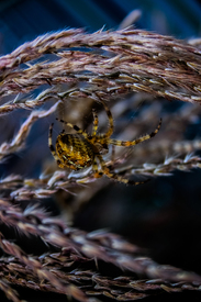 Spider - 11689514 /leinwand/bigthumb/11689514.jpg