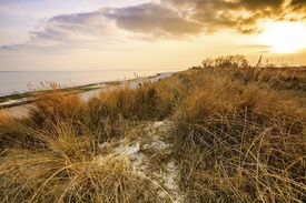 GOLDEN BALTIC SEA COAST - 11729662 /leinwand/bigthumb/11729662.jpg